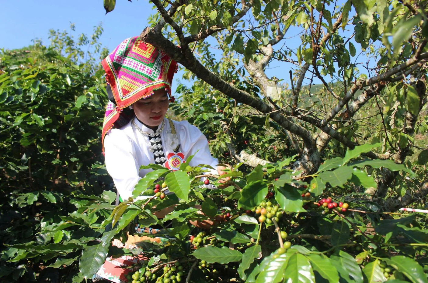 Son La coffee accelerates data standardization to comply with the EUDR